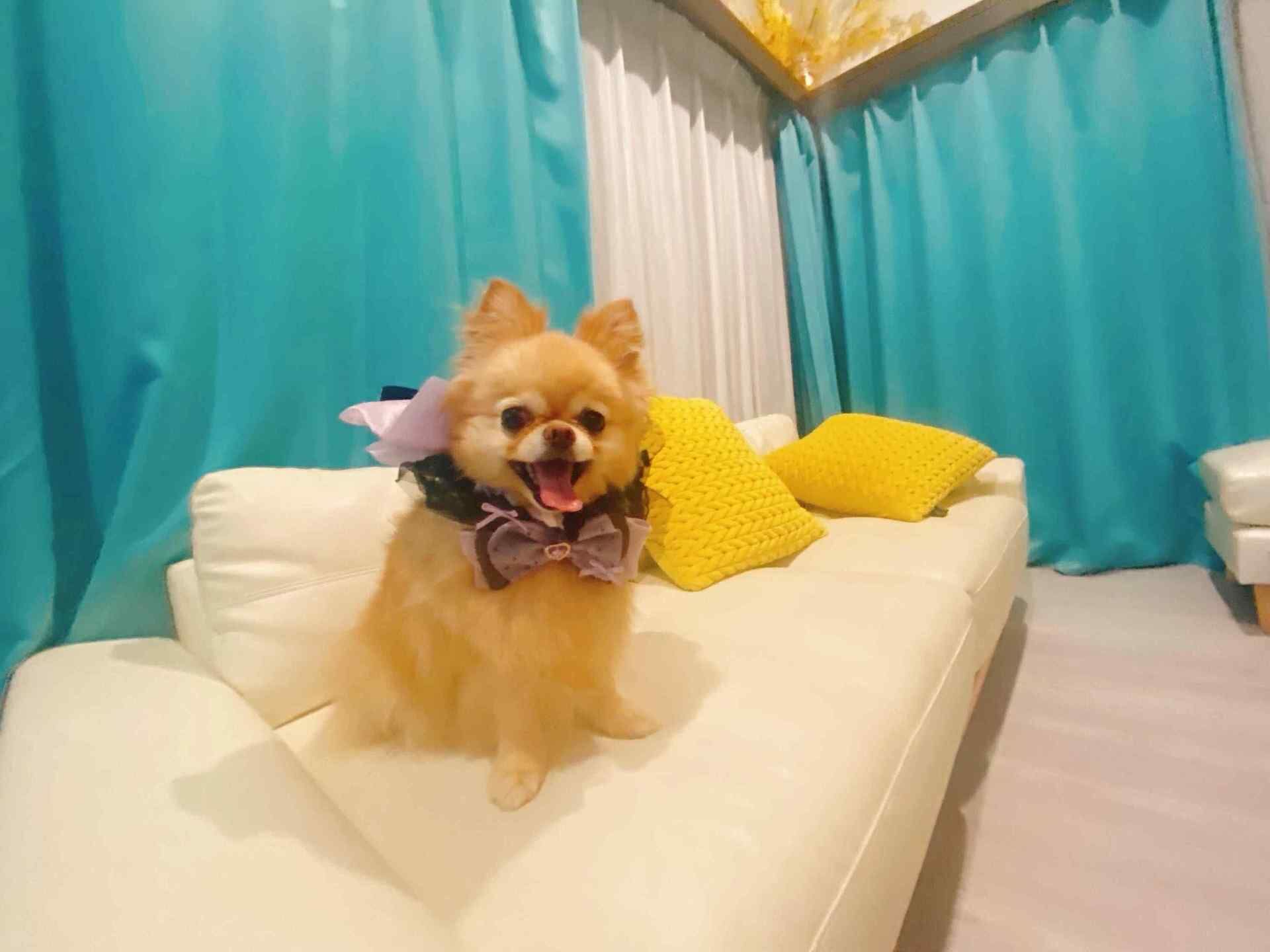ペット可